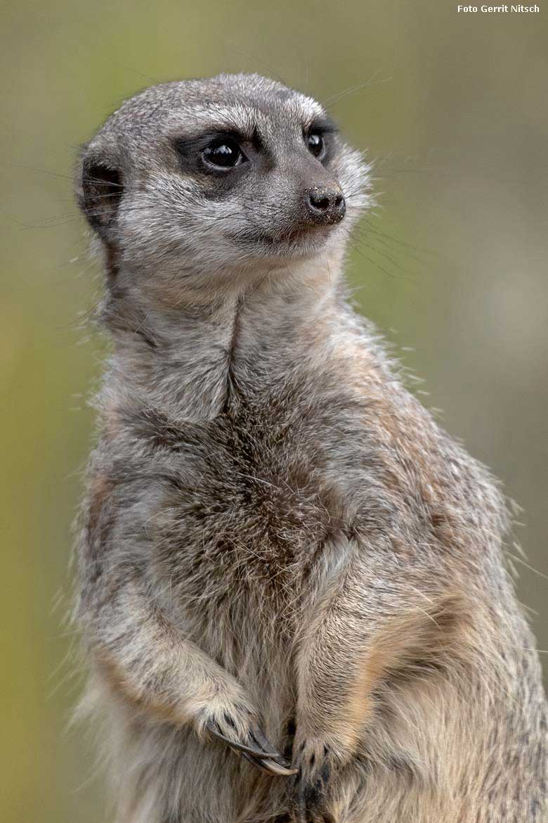 Erdmännchen am 21. Dezember 2019 auf der Außenanlage im Wuppertaler Zoo (Foto Gerrit Nitsch)