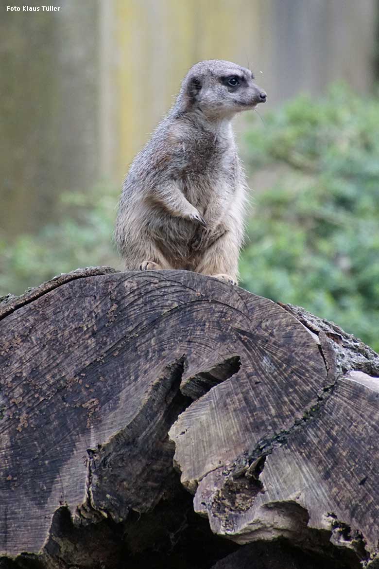 Erdmännchen am 17. Februar 2020 auf der Außenanlage am Großkatzen-Haus im Grünen Zoo Wuppertal (Foto Klaus Tüller)