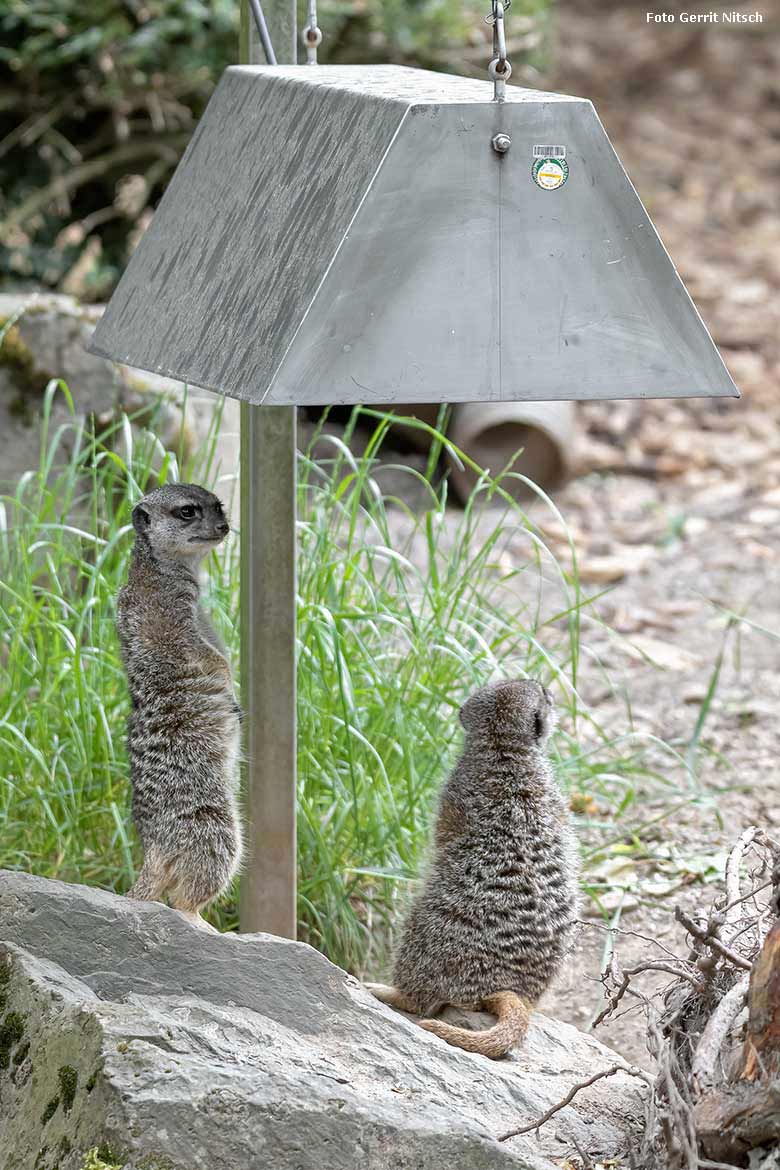 Erdmännchen am 25. Mai 2020 auf der Außenanlage im Wuppertaler Zoo (Foto Gerrit Nitsch)