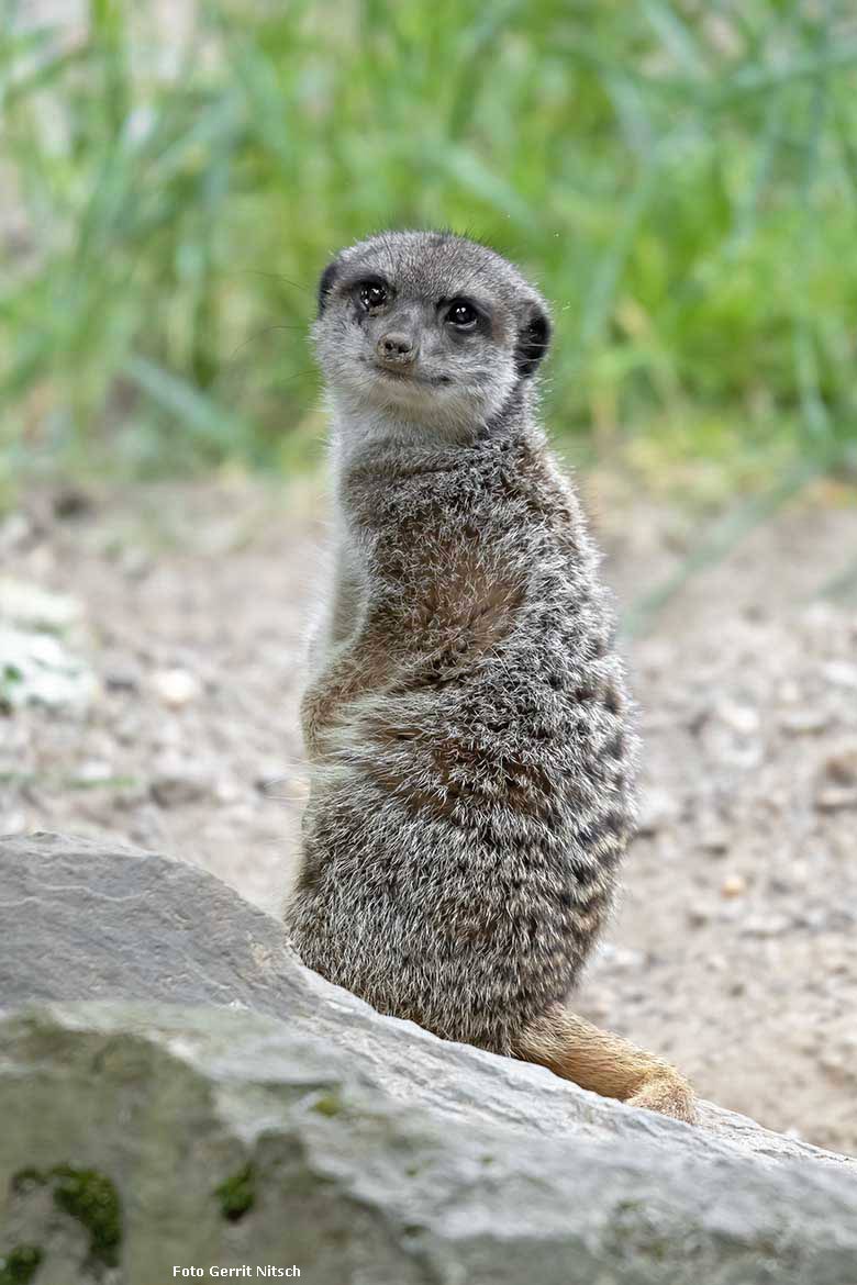 Erdmännchen am 25. Mai 2020 auf der Außenanlage im Zoo Wuppertal (Foto Gerrit Nitsch)