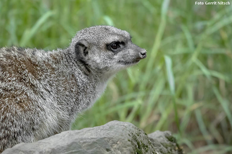 Erdmännchen am 25. Mai 2020 auf der Außenanlage im Grünen Zoo Wuppertal (Foto Gerrit Nitsch)