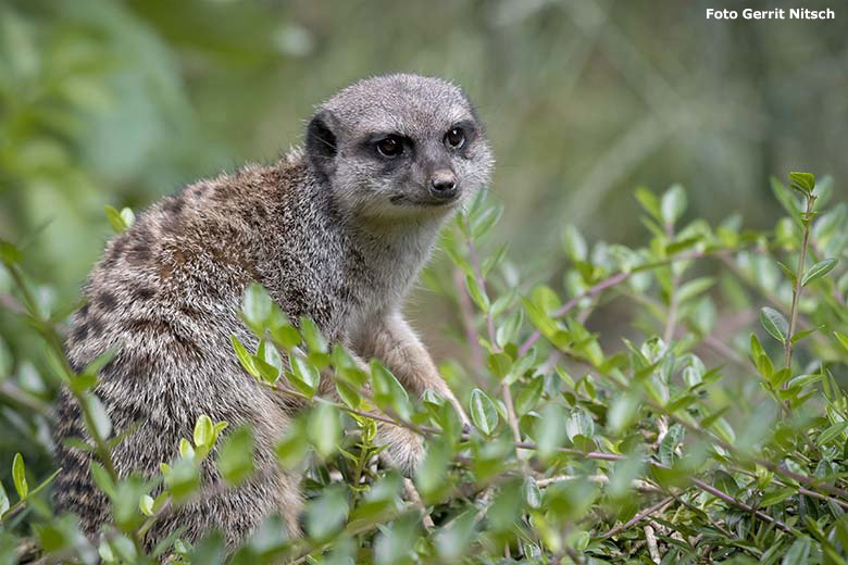 Erdmännchen am 7. Juli 2020 auf der Außenanlage im Wuppertaler Zoo (Foto Gerrit Nitsch)