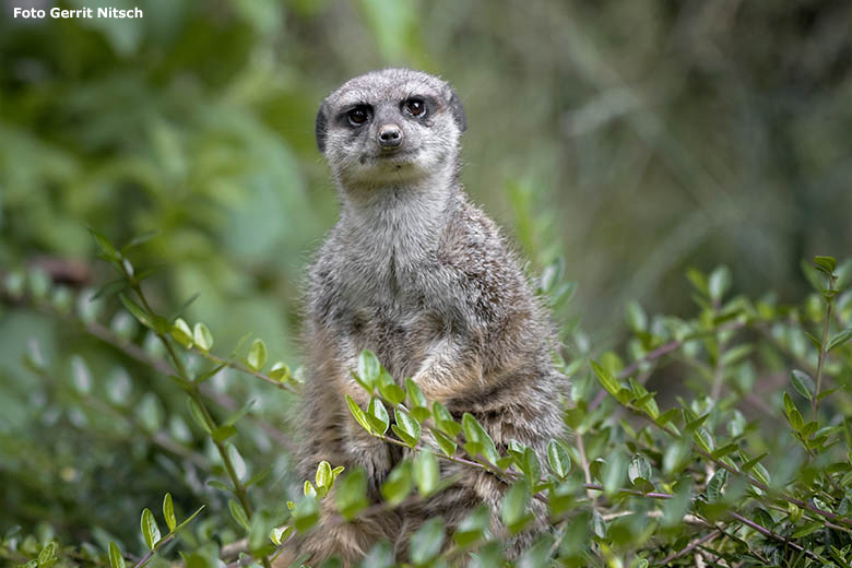 Erdmännchen am 7. Juli 2020 auf der Außenanlage im Zoo Wuppertal (Foto Gerrit Nitsch)