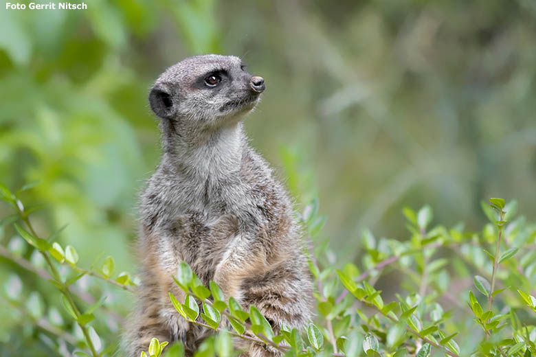 Erdmännchen am 7. Juli 2020 auf der Außenanlage im Zoologischen Garten Wuppertal (Foto Gerrit Nitsch)