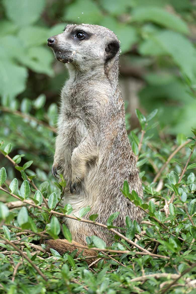 Erdmännchen am 22. August 2020 auf der Außenanlage im Grünen Zoo Wuppertal