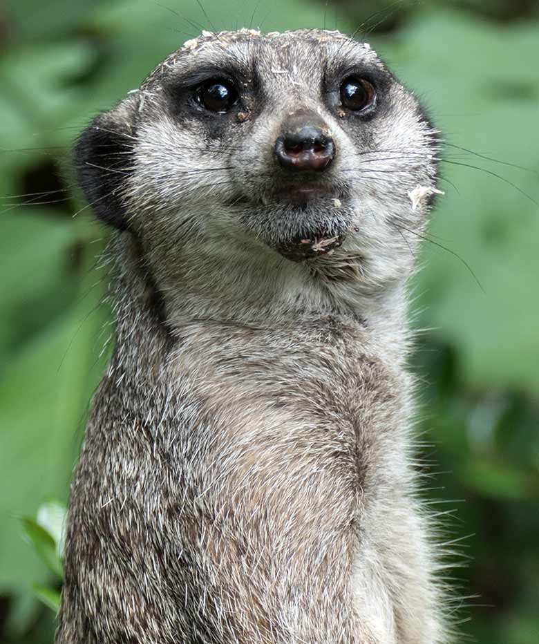 Erdmännchen am 22. August 2020 auf der Außenanlage im Zoologischen Garten Wuppertal