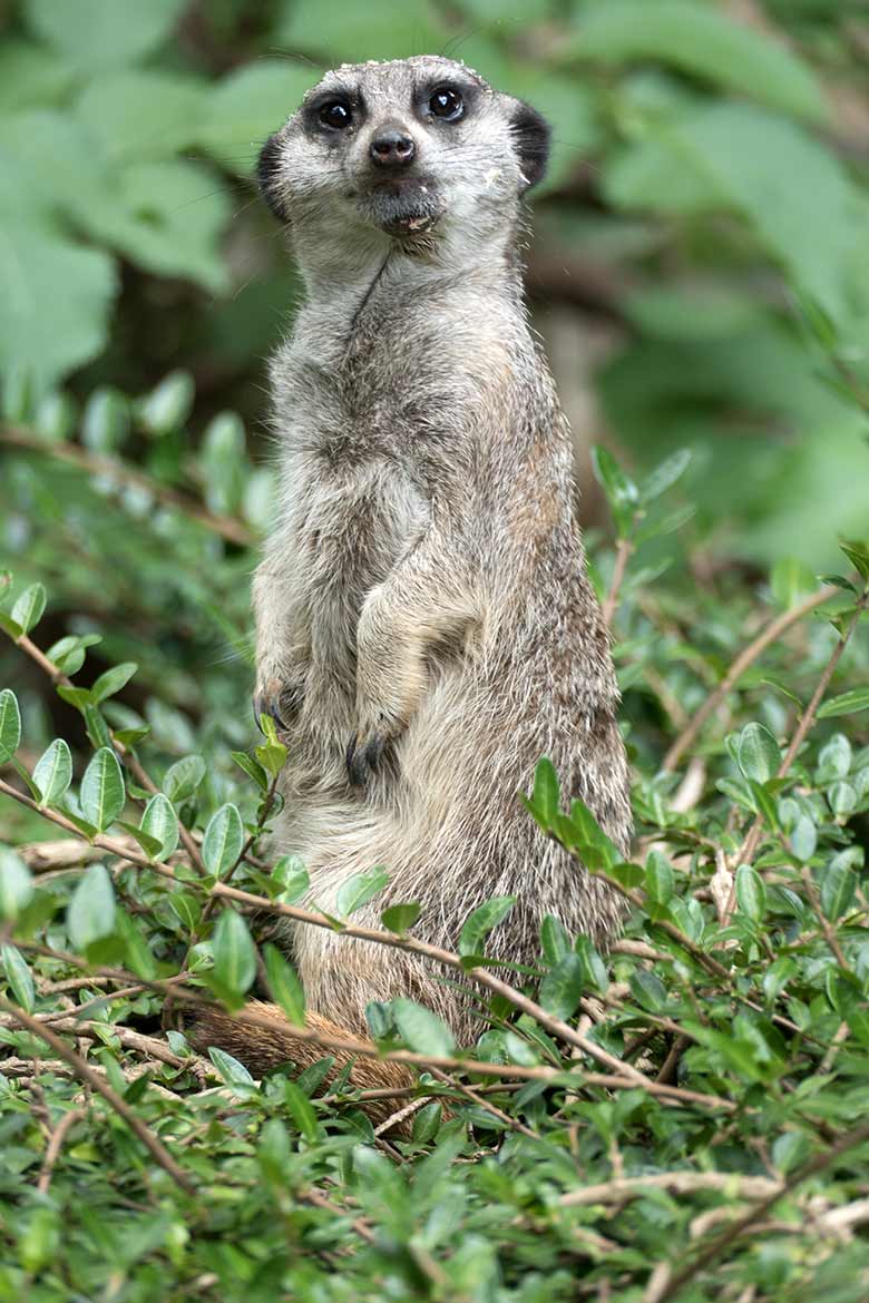 Erdmännchen am 22. August 2020 auf der Außenanlage im Zoo Wuppertal