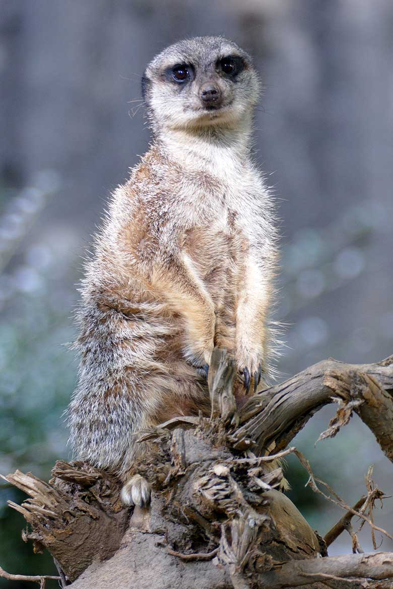 Erdmännchen am 6. September 2020 auf der Außenanlage am Großkatzen-Haus im Grünen Zoo Wuppertal