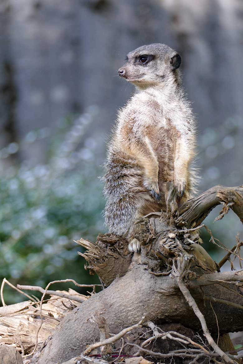 Erdmännchen am 6. September 2020 auf der Außenanlage am Großkatzen-Haus im Wuppertaler Zoo