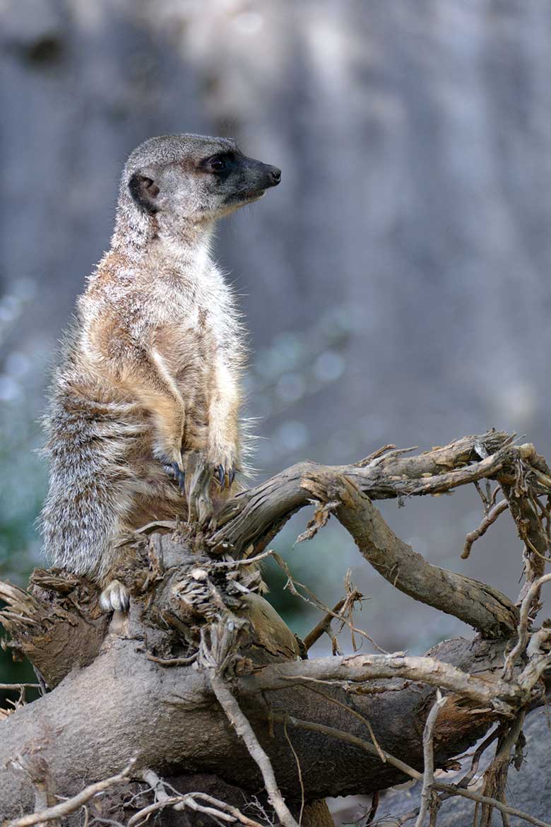 Erdmännchen am 6. September 2020 auf der Außenanlage am Großkatzen-Haus im Zoo Wuppertal