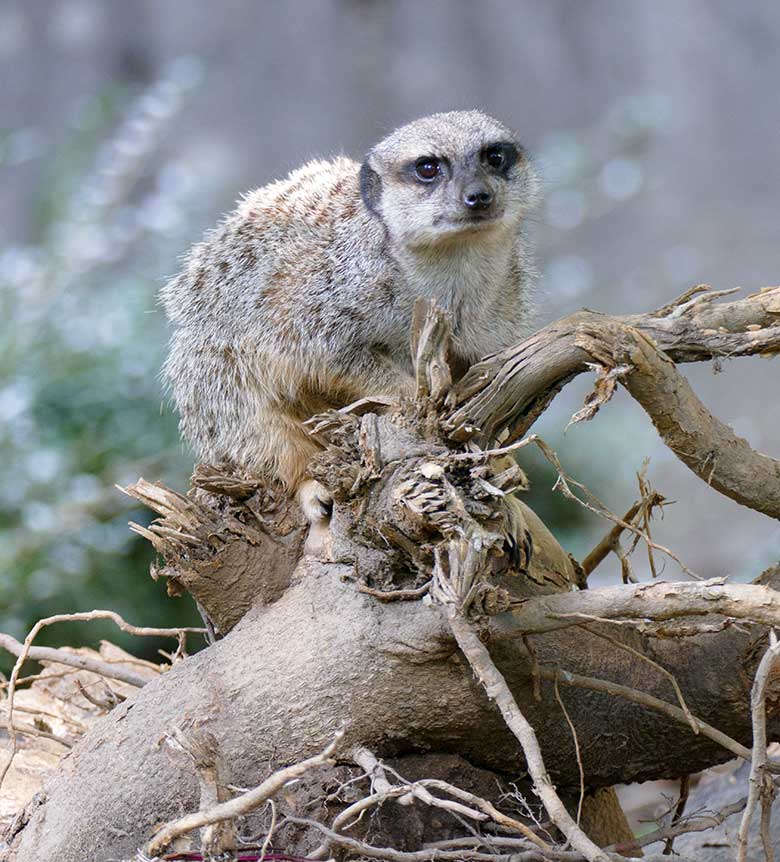 Erdmännchen am 6. September 2020 auf der Außenanlage am Großkatzen-Haus im Zoologischen Garten Wuppertal