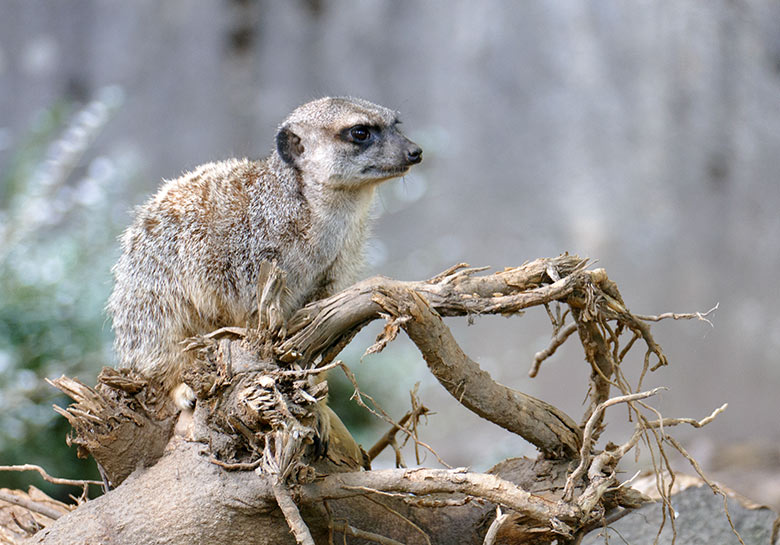 Erdmännchen am 6. September 2020 auf der Außenanlage am Großkatzen-Haus im Grünen Zoo Wuppertal