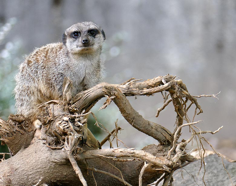 Erdmännchen am 6. September 2020 auf der Außenanlage am Großkatzen-Haus im Wuppertaler Zoo