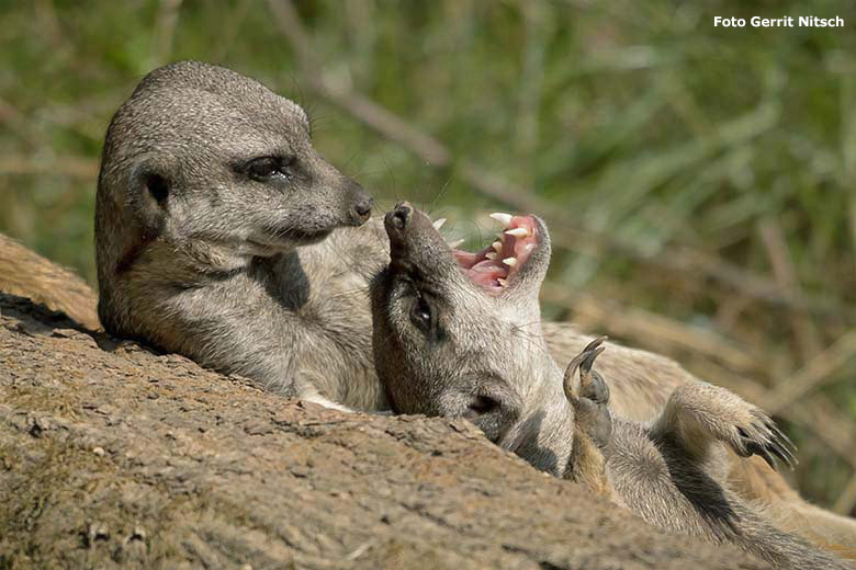 Erdmännchen am 11. September 2020 auf der Außenanlage am Großkatzen-Haus im Zoologischen Garten Wuppertal (Foto Gerrit Nitsch)