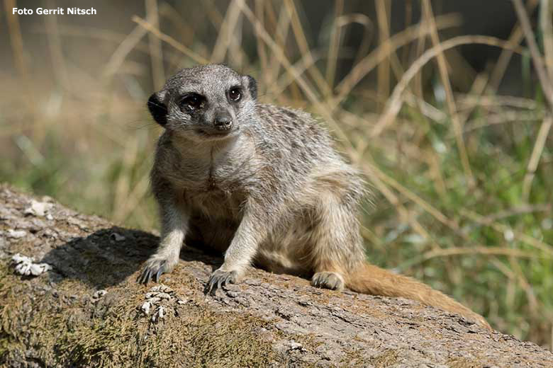 Erdmännchen am 11. September 2020 auf der Außenanlage am Großkatzen-Haus im Grünen Zoo Wuppertal (Foto Gerrit Nitsch)