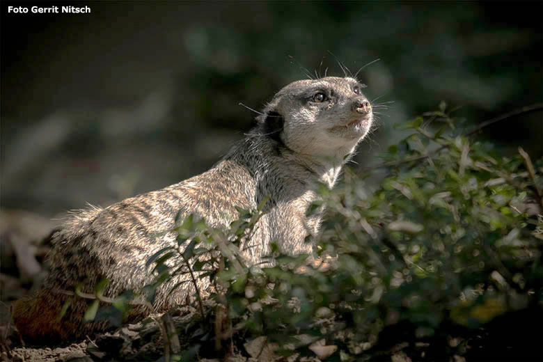 Erdmännchen am 11. September 2020 auf der Außenanlage am Großkatzen-Haus im Wuppertaler Zoo (Foto Gerrit Nitsch)