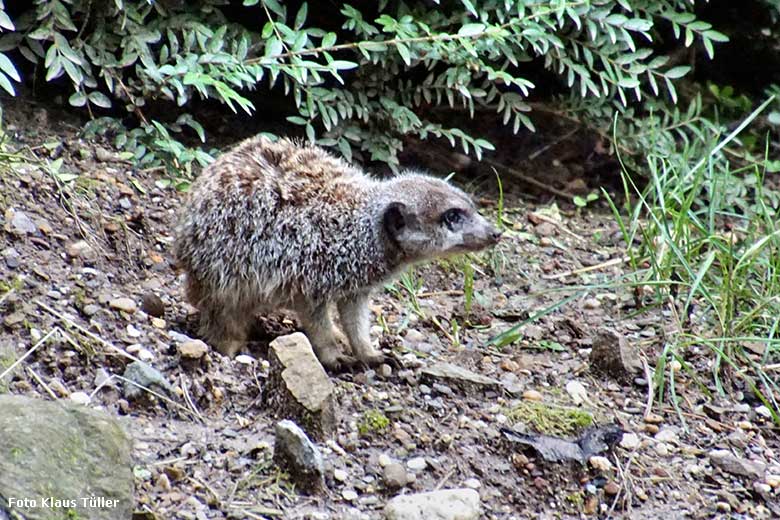 Erdmännchen am 15. Juli 2021 auf der Außenanlage im Zoo Wuppertal (Foto Klaus Tüller)