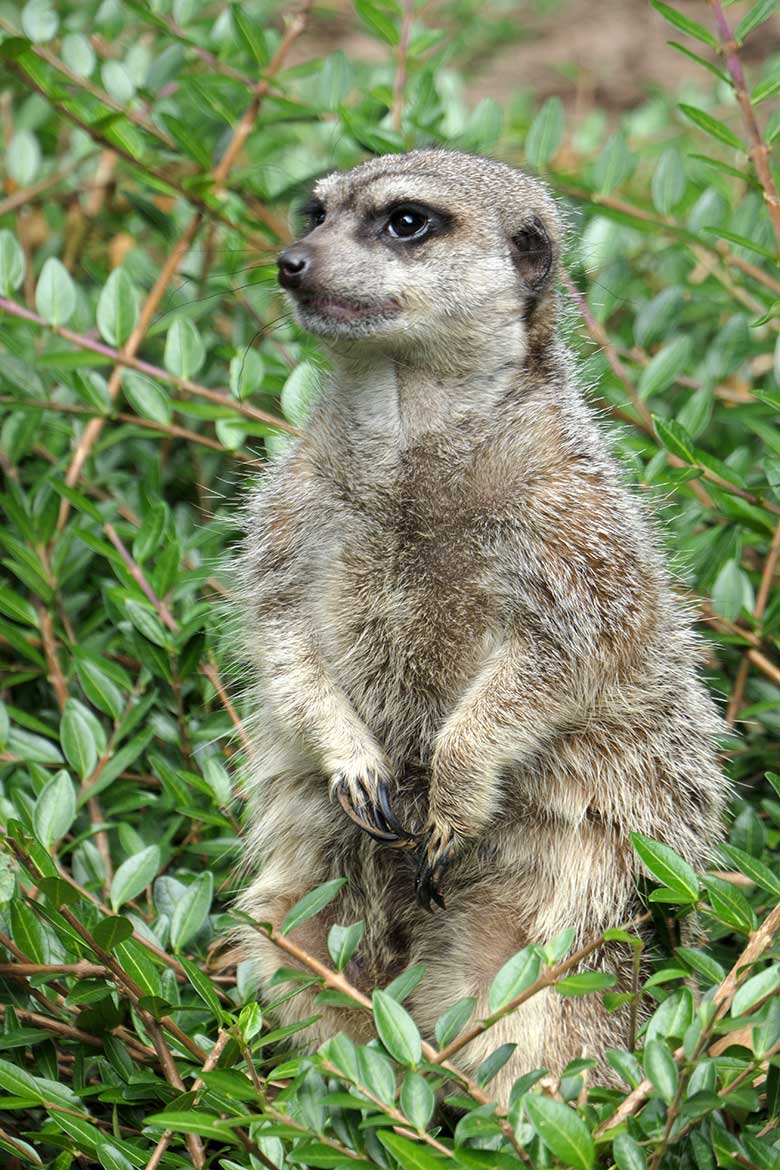 Erdmännchen am 2. August 2021 auf der Außenanlage im Grünen Zoo Wuppertal