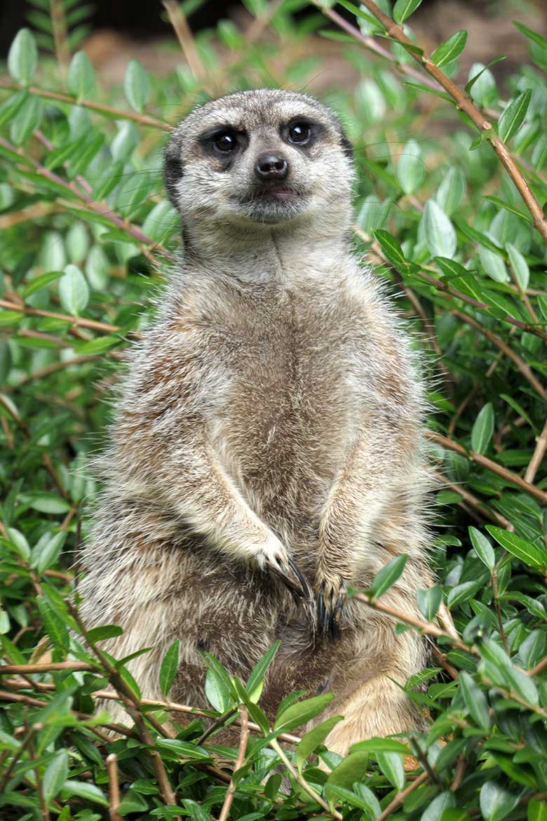 Erdmännchen am 2. August 2021 auf der Außenanlage im Zoologischen Garten Wuppertal