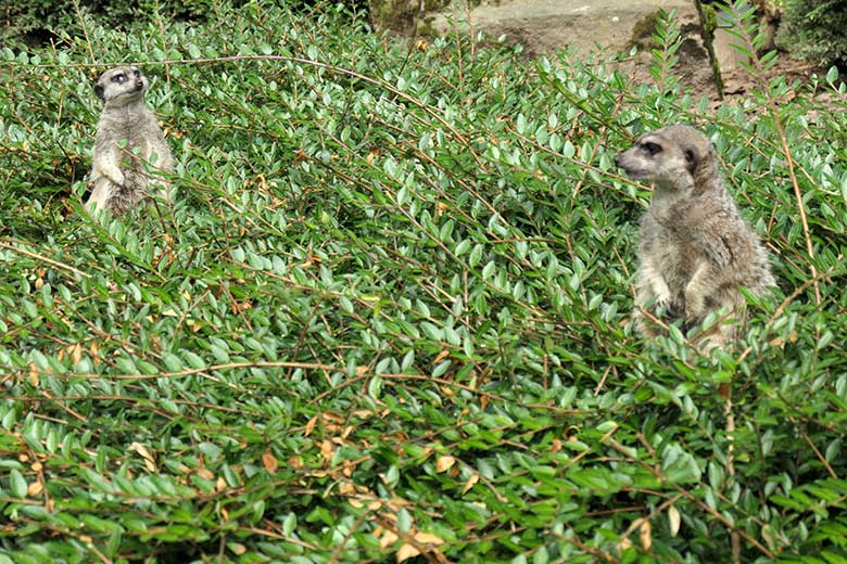 Erdmännchen am 2. August 2021 auf der Außenanlage im Wuppertaler Zoo