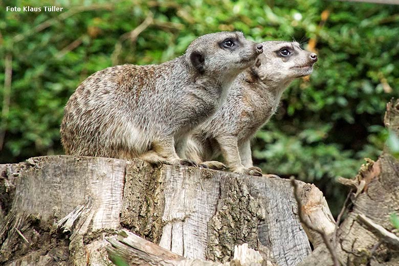 Erdmännchen am 10. August 2021 auf der Außenanlage neben dem Großkatzen-Haus im Grünen Zoo Wuppertal (Foto Klaus Tüller)