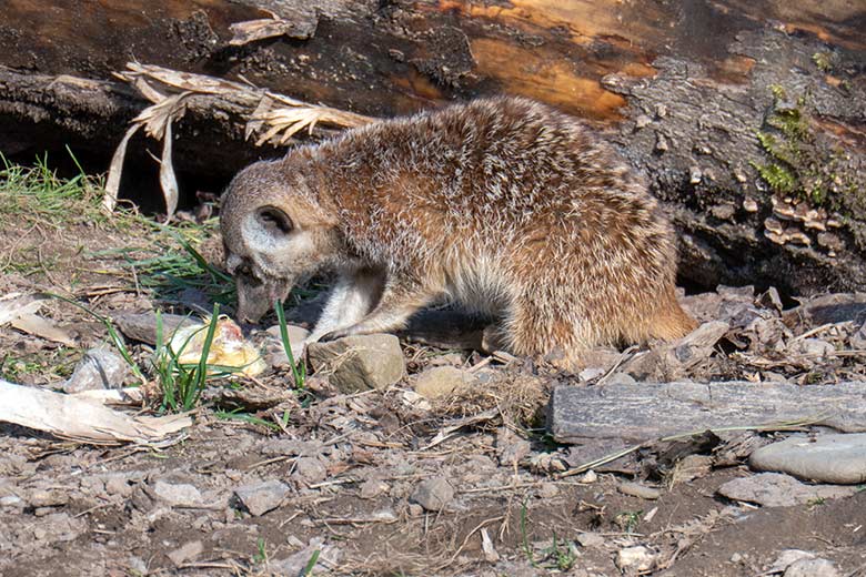 Männliches Erdmännchen mit Futter-Küken am 9. März 2025 auf der Außenanlage im Zoo Wuppertal