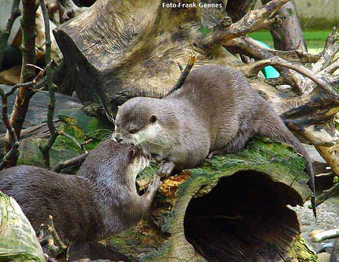 Zwergotter im Wuppertaler Zoo im Juni 2004 (Foto Frank Gennes)