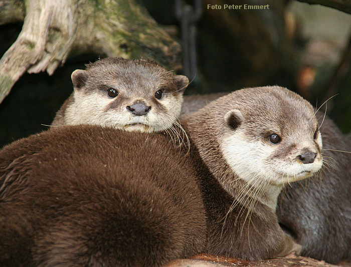 Zwergotter im Wuppertaler Zoo im August 2005 (Foto Peter Emmert)