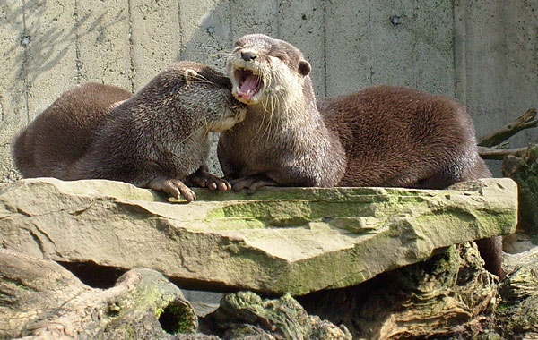 Zwergotter im Wuppertaler Zoo im April 2008