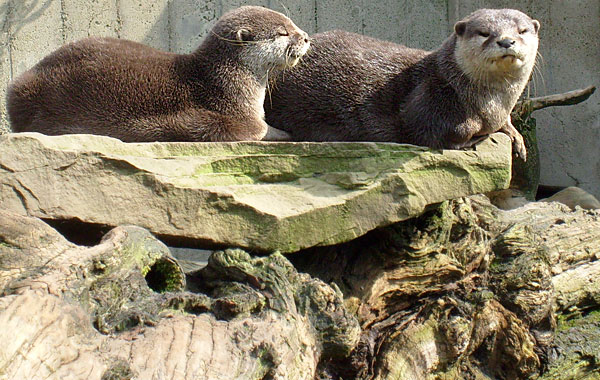 Zwergotter im Wuppertaler Zoo im April 2008