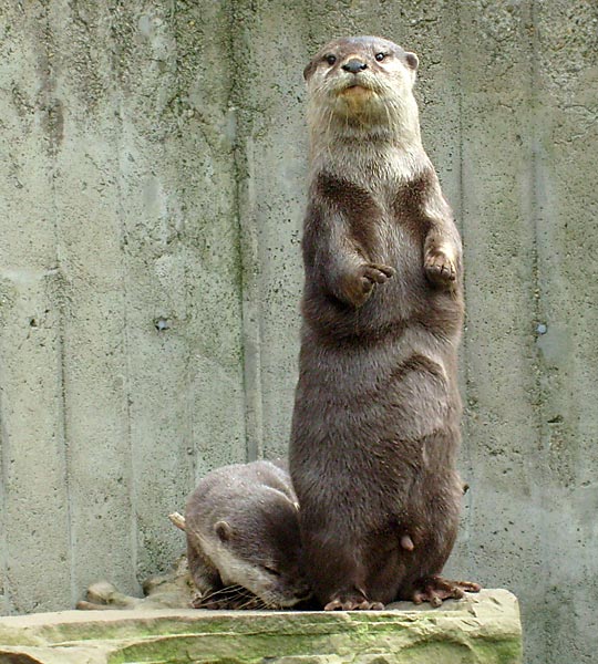 Zwergotter im Zoo Wuppertal im April 2008