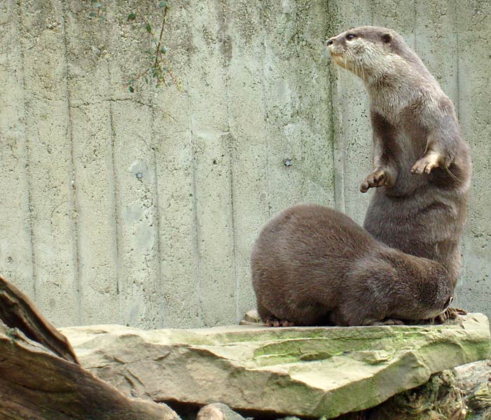 Zwergotter im Zoologischen Garten Wuppertal im April 2008