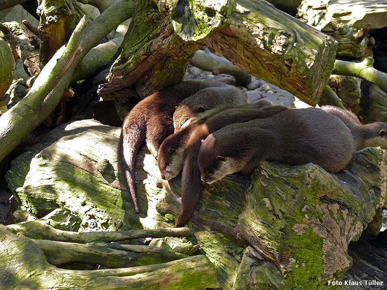 Zwergotter mit Jungtieren am 27. Juli 2009 auf der Außenanlage im Wuppertaler Zoo (Foto Klaus Tüller)