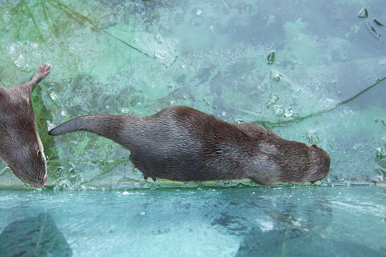 Zwergotter im Zoologischen Garten Wuppertal im Januar 2009