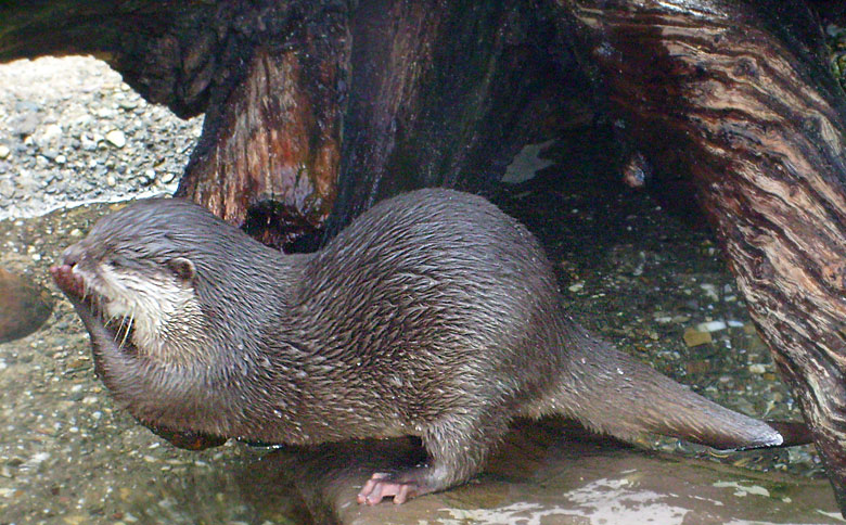 Zwergotter im Zoologischen Garten Wuppertal im Februar 2009