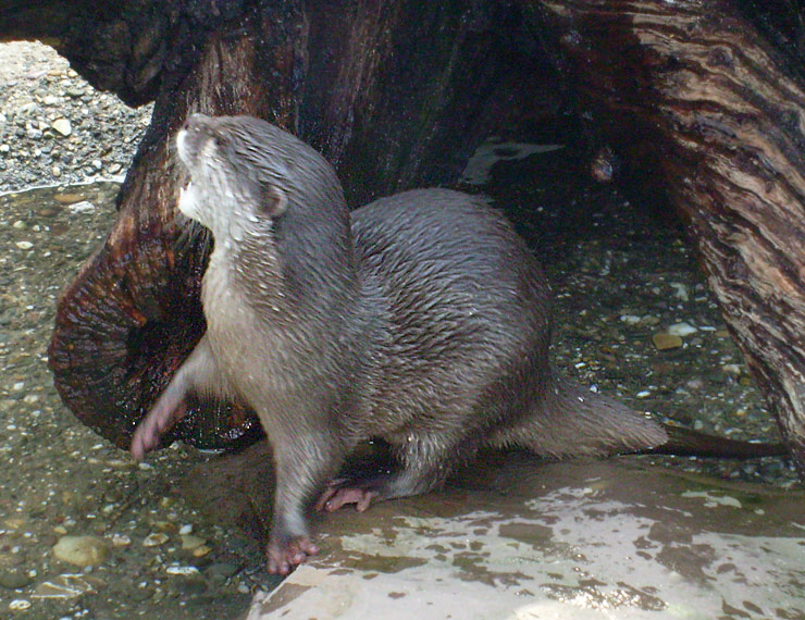 Zwergotter im Wuppertaler Zoo im Februar 2009