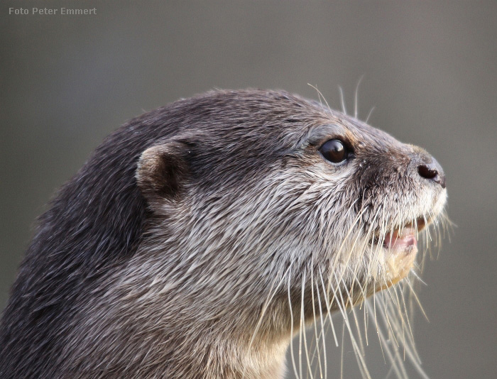 Zwergotter im Wuppertaler Zoo im Januar 2009 (Foto Peter Emmert)