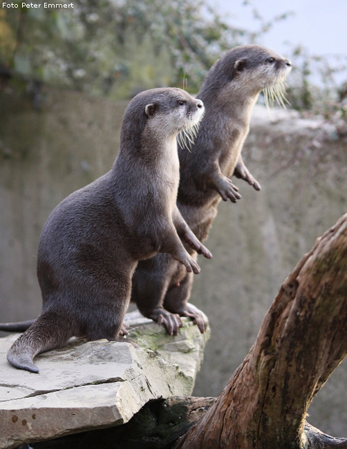 Zwergotter im Zoologischen Garten Wuppertal im Januar 2009 (Foto Peter Emmert)