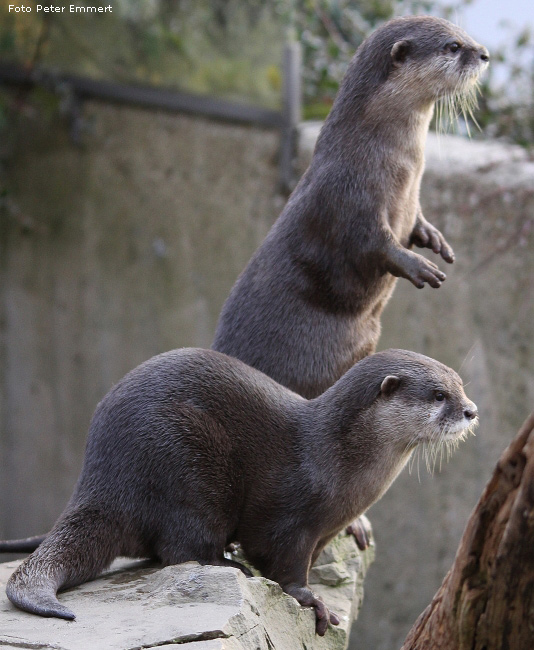 Zwergotter im Wuppertaler Zoo im Januar 2009 (Foto Peter Emmert)