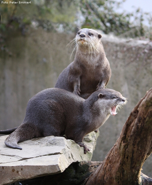 Zwergotter im Zoo Wuppertal im Januar 2009 (Foto Peter Emmert)