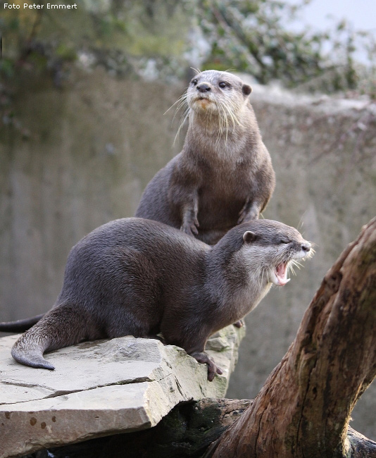 Zwergotter im Zoo Wuppertal im Januar 2009 (Foto Peter Emmert)