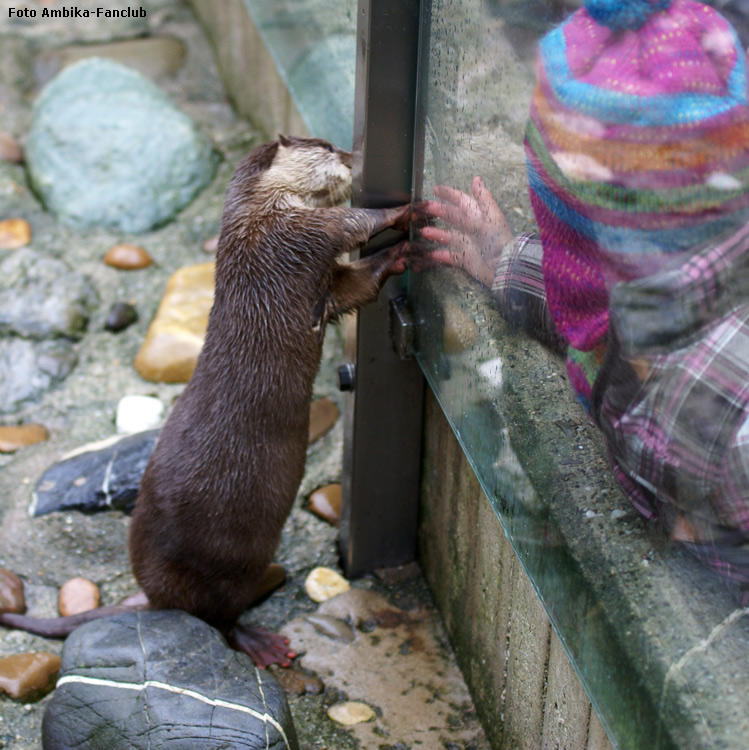 Zwergotter im Zoo Wuppertal im Februar 2012 (Foto Ambika-Fanclub)