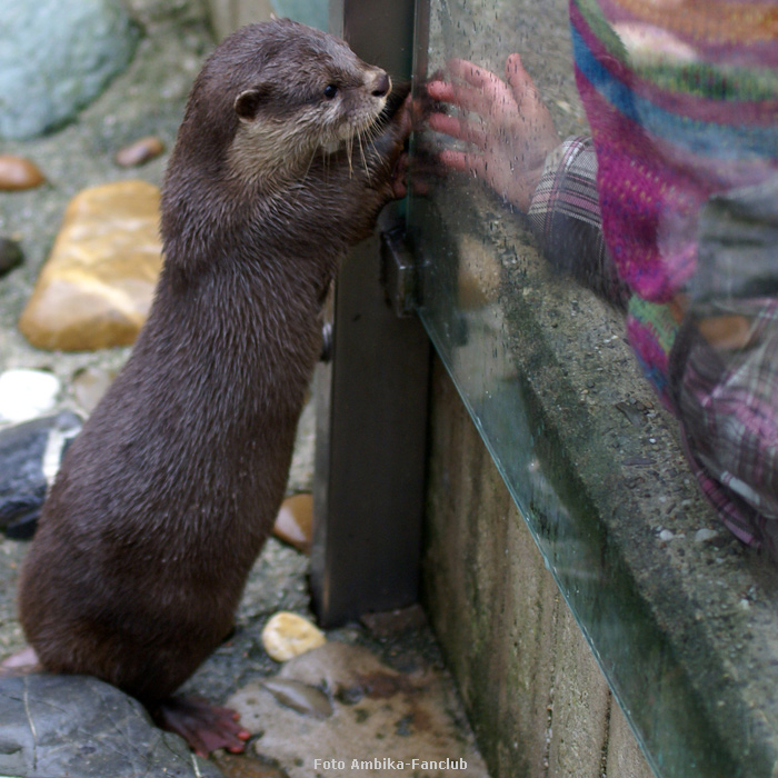 Zwergotter im Wuppertaler Zoo im Februar 2012 (Foto Ambika-Fanclub)