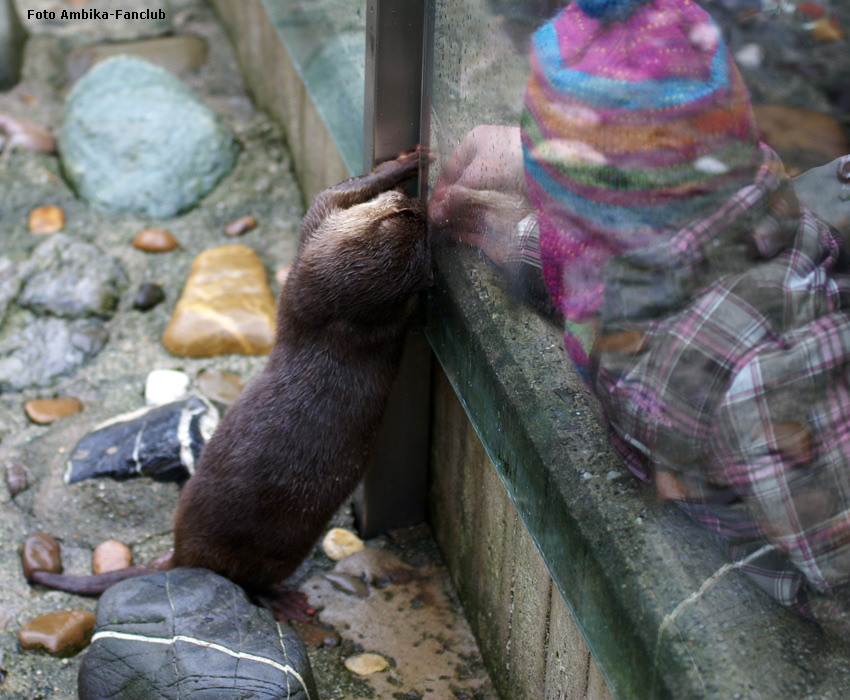 Zwergotter im Wuppertaler Zoo im Februar 2012 (Foto Ambika-Fanclub)