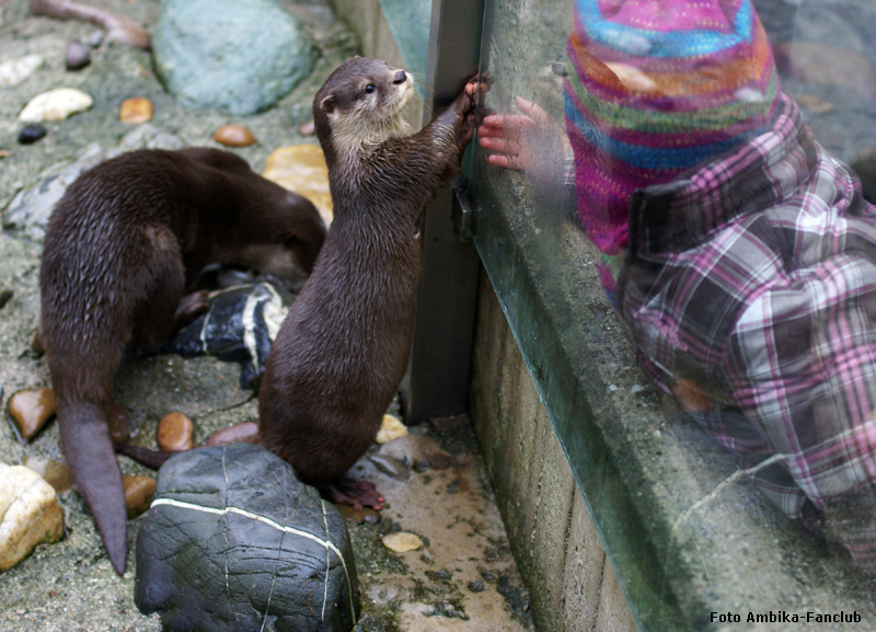 Zwergotter im Zoologischen Garten Wuppertal im Februar 2012 (Foto Ambika-Fanclub)