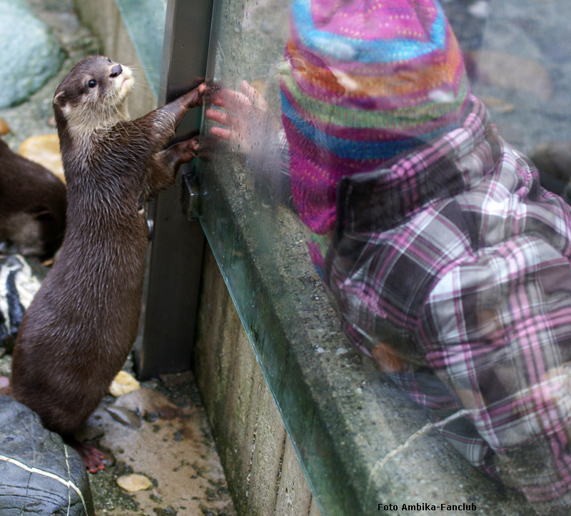 Zwergotter im Wuppertaler Zoo im Februar 2012 (Foto Ambika-Fanclub)