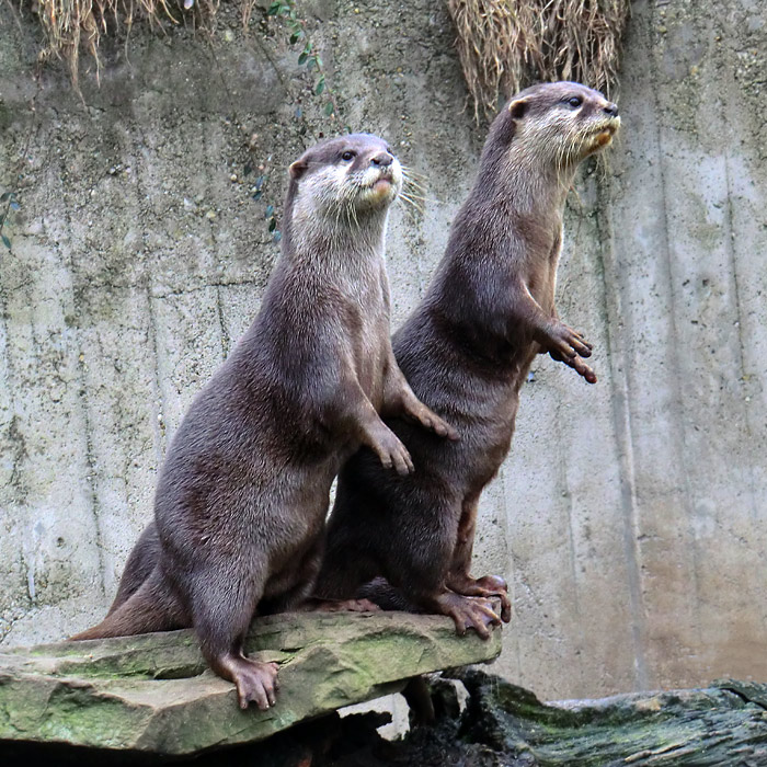 Zwergotter im Wuppertaler Zoo im März 2012