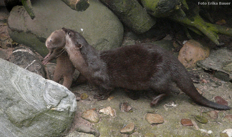 Zwergotter im Wuppertaler Zoo am 21. Juli 2012 (Foto Erika Bauer)