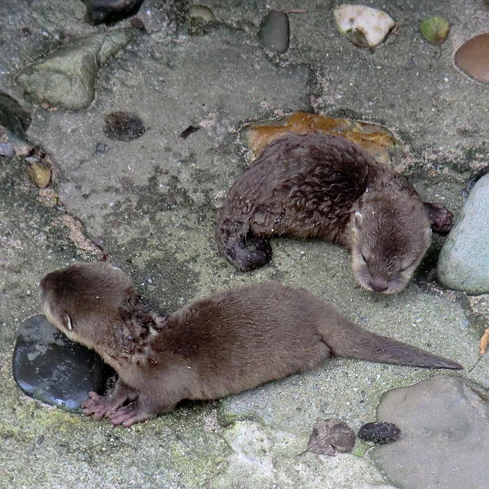 Zwergotter im Wuppertaler Zoo am 21. Juli 2012