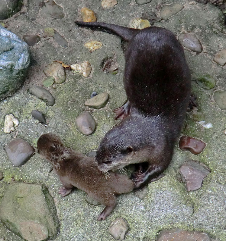 Zwergotter im Wuppertaler Zoo am 21. Juli 2012